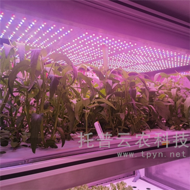 植物工廠