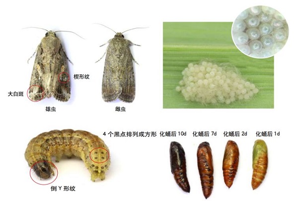 草地貪夜蛾不是終點，而是單個需求