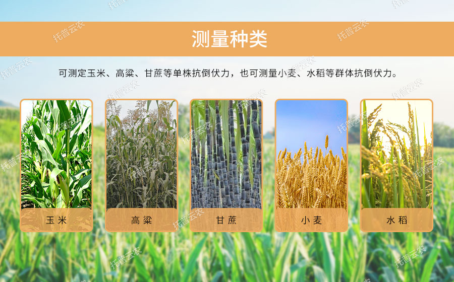活體抗倒伏測(cè)量儀可測(cè)量作物