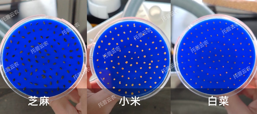 多功能真空數(shù)種置床臺/真空置床系統(tǒng)TP-SZC-60